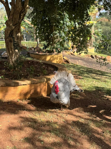 3, Fazenda Brotas SP, Brotas