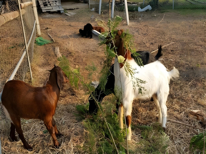 Others 5, Our Eco Farm, Makham