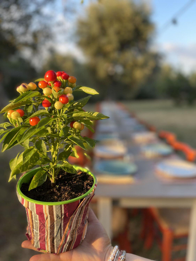 Food & Drinks 2, Tenuta TerraRossa, Cosenza