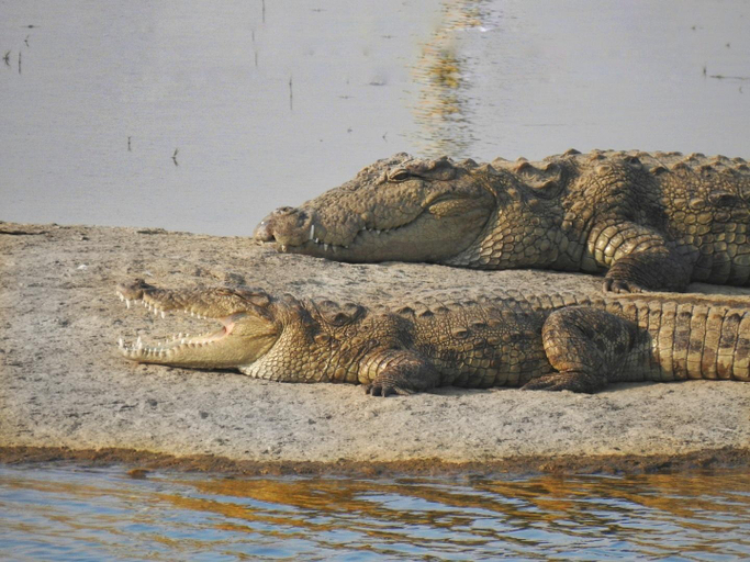 Others 5, Jawai Leopard Villa, Pali