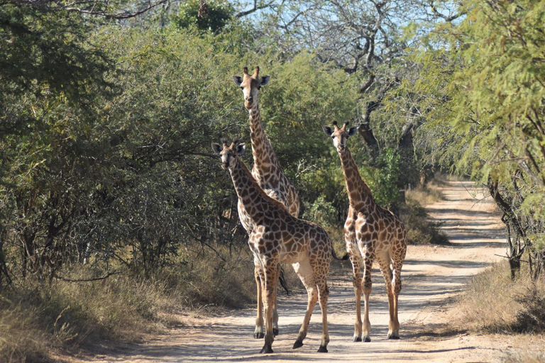 Others 4, The Baobab Bush Lodge, Mopani