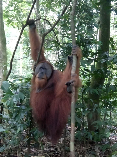 Others 3, Nagoya bukit lawang, Langkat