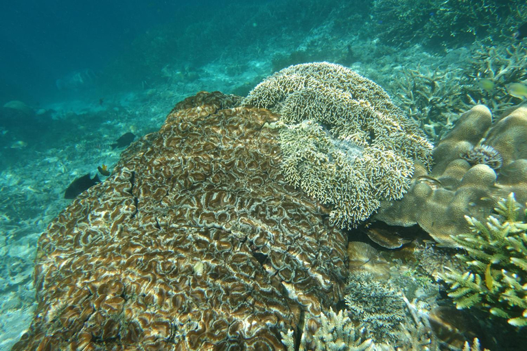 Others 5, Sea Whip Raja Ampat, Raja Ampat