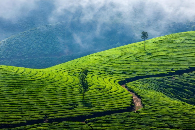 Others 5, Namasthe Munnar, Idukki
