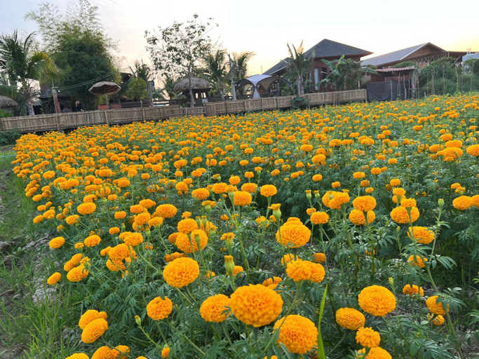 4, Bann Rai I Na, Muang Phrae