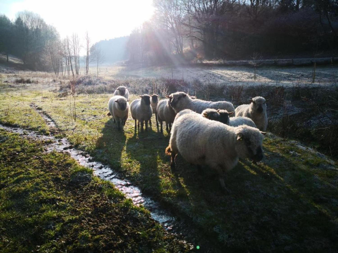 Others 4, Feriendorf Reinskopf in der Eifel, Eifelkreis Bitburg-Prüm