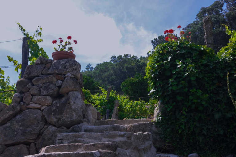 5, Bosque da Fantasia, Baião