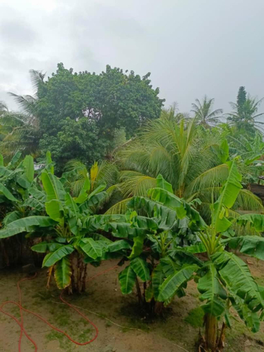 Others 5, Palm Grove lodge,Busua, Ahanta West