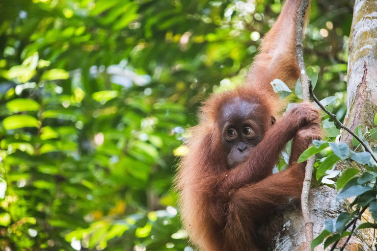 Others 4, Ramban Jungle, Langkat