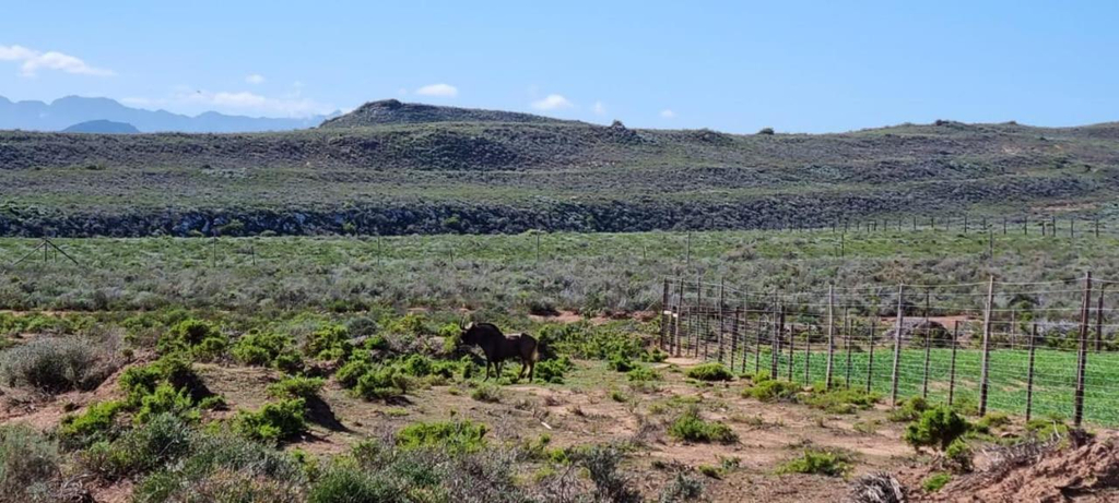 Others 5, Phumelela Private Game Farm, Cape Winelands