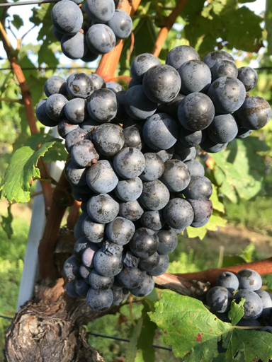Others 4, Weingut & Gastezimmer Edelmann, Bruck an der Leitha