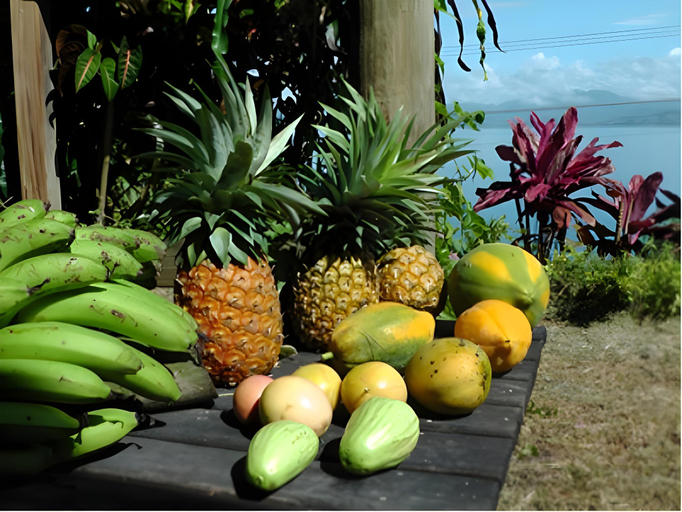 Food & Drinks 5, Gecko Lodge Fiji, Cakaudrove