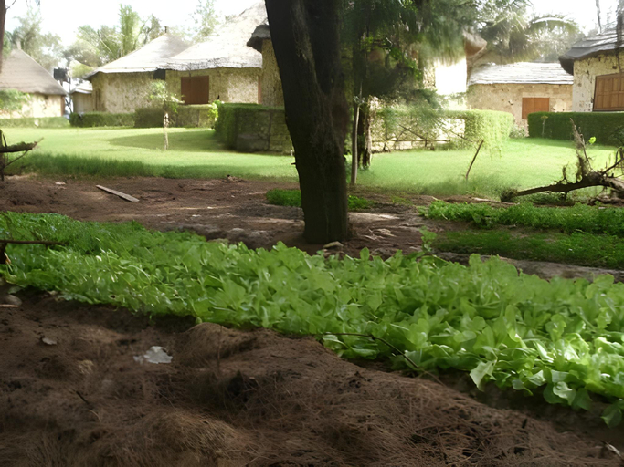 Others 4, Africa Roots, Tivaouane
