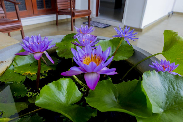 Others 4, Lotus Residence, Beruwala