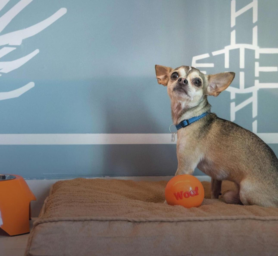 Others 4, Casa YON pet friendly,Netflix,Amazon Prime,wifi alta velocidad, estacionamiento gratis, Tepotzotlán