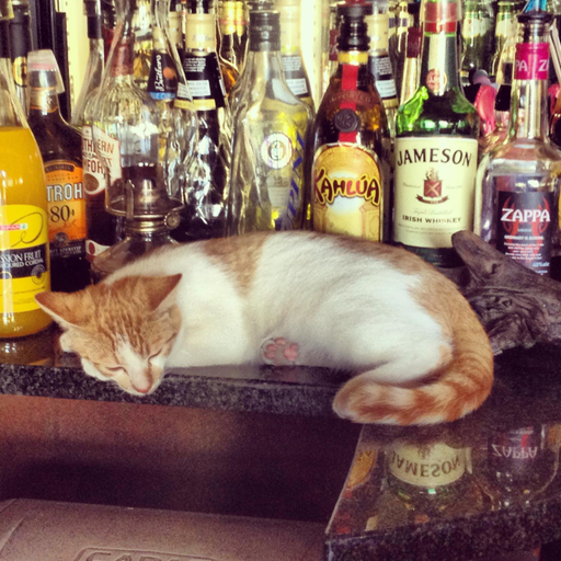 Food & Drinks