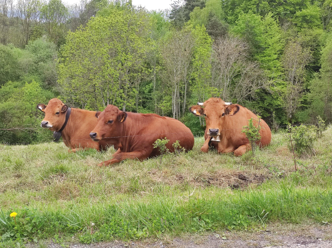 Others 2, Superdevoluy545S (bois d'aurouze), Hautes-Alpes