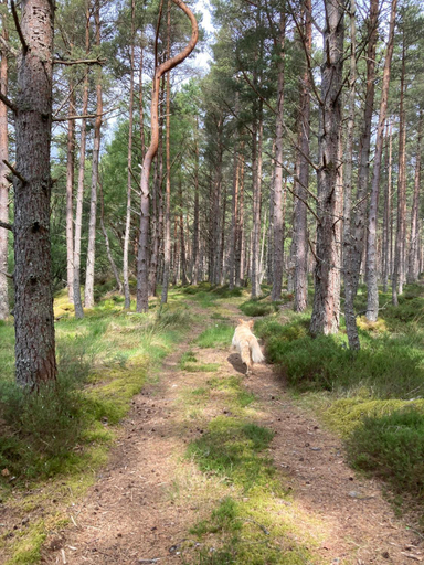Others 5, Clashmore Wood, Highland