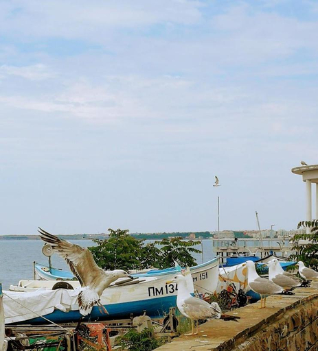 Others 4, Флора Поморие, Pomorie