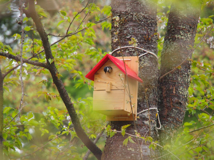 Others 5, Koya Backpackers, Karuizawa