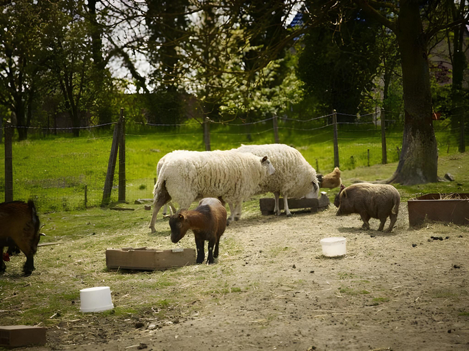 Others 4, B&B 't Maanhof, Limburg
