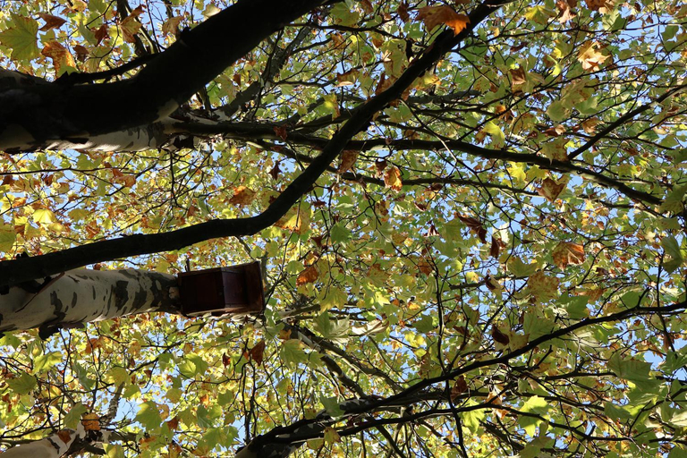 Others 5, Rezydencja Pod Platanem, Kraków