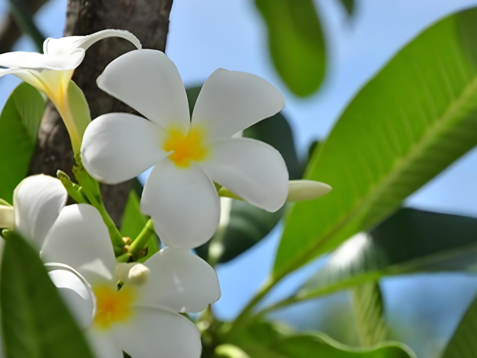 Others 5, Baan Jeen Hotel Samroiyod Beach, K. Sam Roi Yot