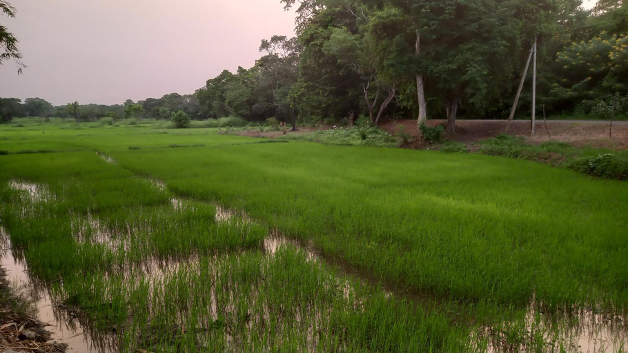 Others 3, Bamboo Garden, N. Palatha Central
