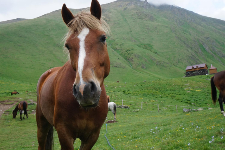 Others 4, Januka Garden at Sno, Kazbegi