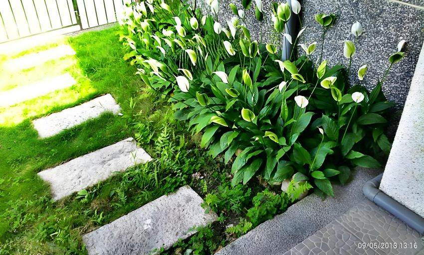 Garden 5, CHUAN YA JU B&B, Kaohsiung