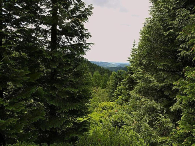 Others 2, Charming Forest Escape for Two, Ilm-Kreis