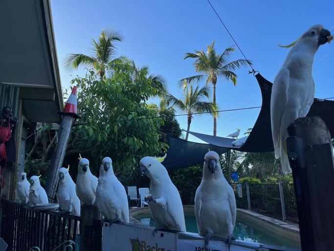 Others 5, Backpackers By The Bay, Whitsunday