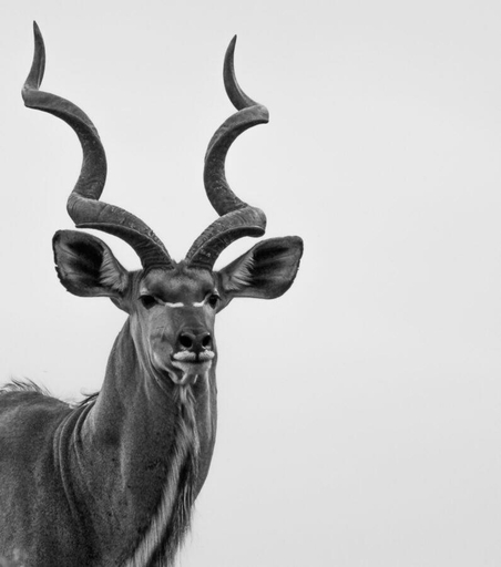 Others 5, Leopard Hills Private Game Reserve, Ehlanzeni