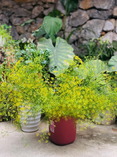 Others 5, Le Petit Home, Đồng Văn