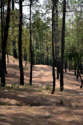 Others 5, Xomotel Ranikhet Heights, Almora