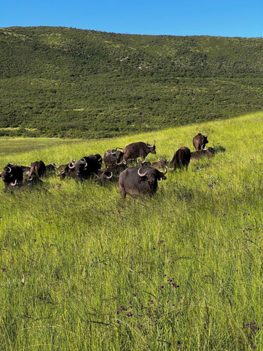 Others 3, Wetlands Game Lodge, Gert Sibande
