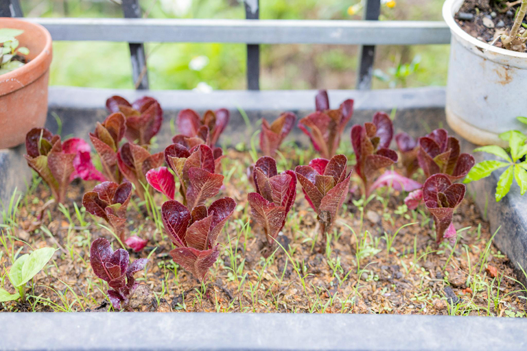 Lobby 5, Infini - Rosemary Hương Thảo, Đà Lạt