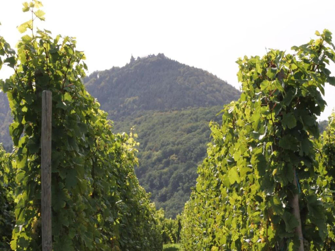 Others 5, Apartment in Dambach near Vineyards, Bas-Rhin