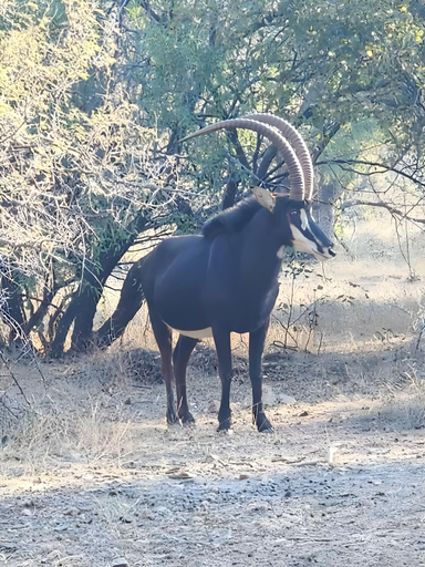 Others 4, Unathi Game Lodge, Bojanala