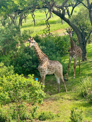Others 2, The Giraffe House, Uthukela