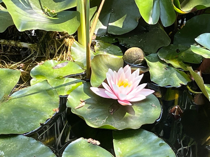 Others 4, LE CHENE ET L'EAU, Var