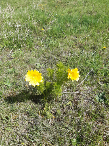 Others 4, IL GIRASOLE, L'Aquila