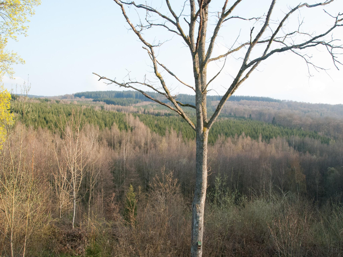 Others 5, Cozy Forest Cottage in Awenne, Luxembourg