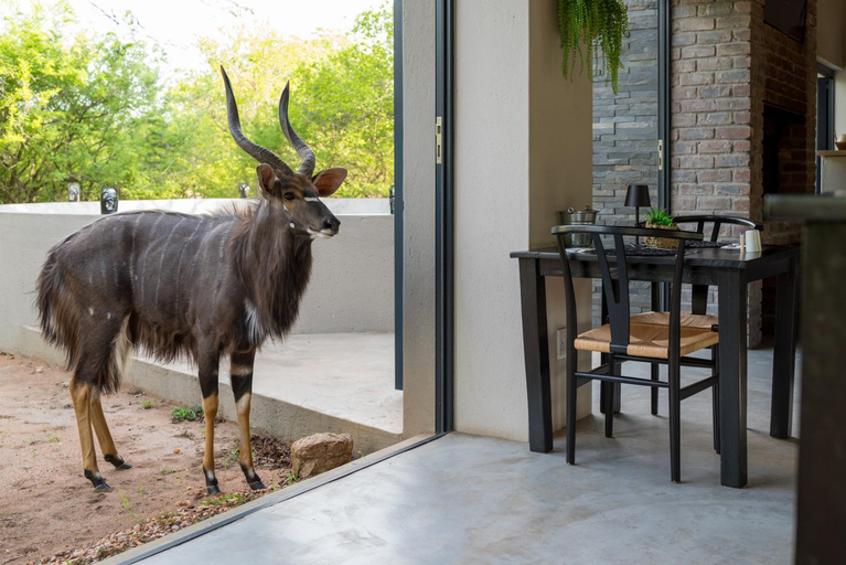 Food & Drinks 2, The Baobab Bush Lodge, Mopani