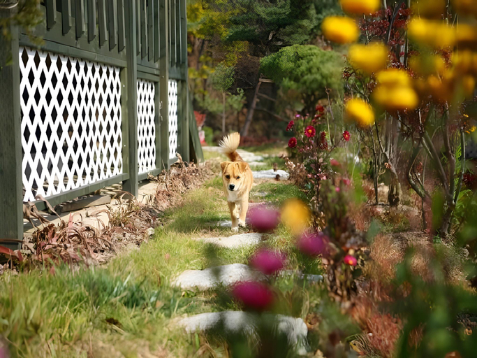 Others 4, Dacha Pension, Pyeongchang
