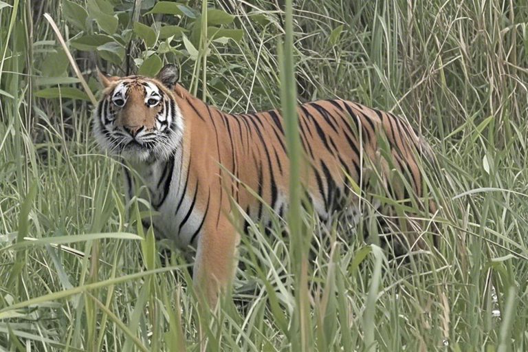 Others 5, Kings jungle safari & Culture home stay, Narayani