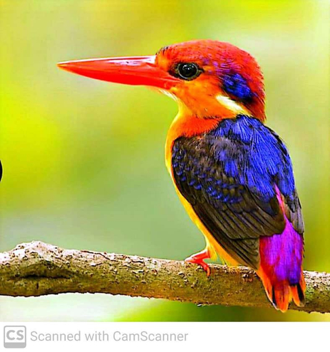 Others 2, Lagoon Birds - Tangalle, Tangalle