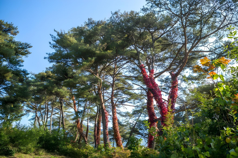 Others 5, Apple house, Mungyeong
