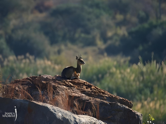 Others 5, Jamala Madikwe Royal Safari Lodge - All Inclusive, Ngaka Modiri Molema