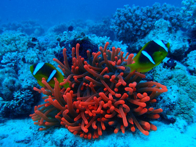 Others 5, Pico House, Panglao